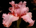 Pink Positive - fragrant tall bearded Iris