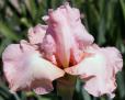 Pink Taffeta - tall bearded Iris