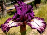 Planet Hollywood - fragrant tall bearded Iris