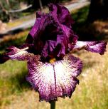 Planet Hollywood - fragrant tall bearded Iris