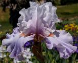 Platinum Jubilee - Reblooming tall bearded Iris