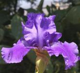 Pledge Allegiance - Tall bearded Iris