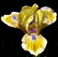 Pokemon - Reblooming fragrant MDB Miniature Dwarf bearded Iris