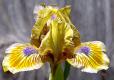 Pokemon - fragrant reblooming MDB Miniature Dwarf Bearded Iris