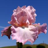 Pond Lily - Reblooming tall bearded Iris