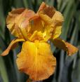 Prairie Sunset - tall bearded Iris