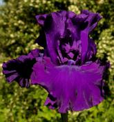 Purple Ritz - tall bearded Iris