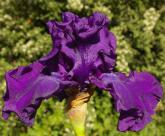 Purple Ritz - tall bearded Iris
