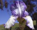 Queen Dorothy - reblooming tall bearded Iris