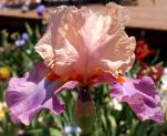 Queen for a Day - fragrant tall bearded Iris