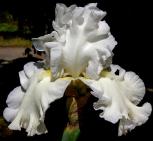 Quintessa - fragrant tall bearded Iris