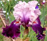 Rags to Riches - fragrant tall bearded Iris