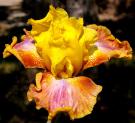 Rainbow Power - Tall bearded Iris