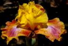 Rainbow Power - fragrant tall bearded Iris