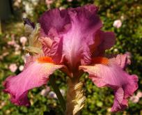 Ramblin' Rose - tall bearded Iris
