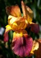 Rameses - tall bearded Iris