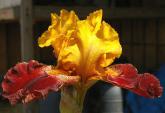 Red Canyon Glow - tall bearded Iris