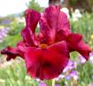 Redhead Winfred - fragrant tall bearded Iris