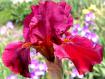 Redhead Winfred - fragrant tall bearded Iris