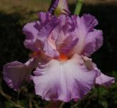 Reenie - Tall bearded Iris