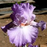 Reenie - tall bearded Iris