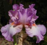 Reenie - tall bearded Iris