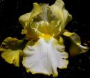 Rielle - Reblooming border bearded Iris