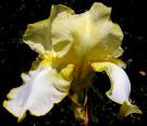 Rielle - reblooming border bearded Iris