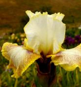 Ring Around Rosie - Reblooming tall bearded Iris