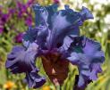 Rippling River - tall bearded Iris