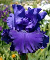 Rippling River - tall bearded Iris