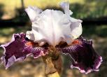 Roll the Dice - fragrant tall bearded Iris