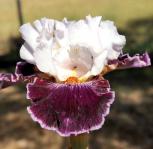 Roll the Dice - fragrant tall bearded Iris