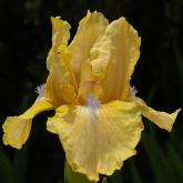 Romanita - SDB Standard Dwarf Bearded