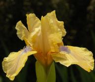 Romanita - SDB Standard Dwarf bearded