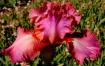 Rosy Mauve Cheeks - tall bearded Iris