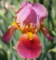 Rosy Wings - fragrant tall bearded Iris