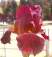 Ruby Mine - tall bearded Iris