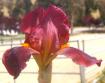 Ruby Mine - tall bearded Iris