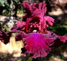 Ruby Red Dress - fragrant tall bearded Iris