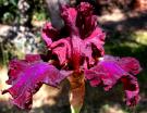 Ruby Red Dress - fragrant tall bearded Iris