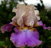 Rupaul - tall bearded Iris