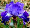 Same Dream Twice - Reblooming border bearded Iris