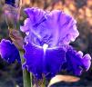 Same Dream Twice - reblooming border bearded Iris