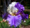 Sandy Beach - fragrant tall bearded Iris