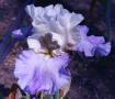 Sandy Beach - Tall bearded Iris