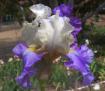 Sandy Beach - fragrant tall bearded Iris