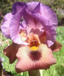 Sandy Lover - Arilbred Iris