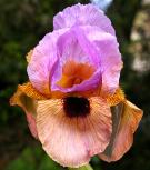 Sandy Lover - Arilbred Iris