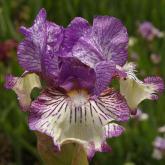 Sangone - fragrant Intermediate bearded Iris